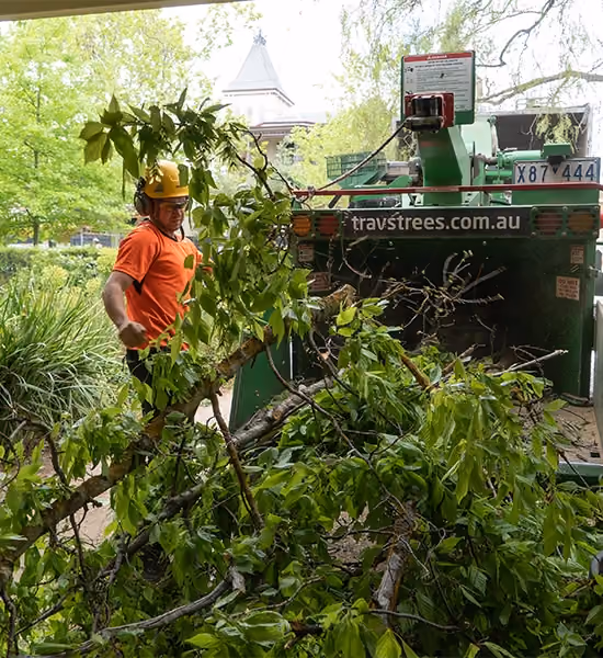 Arborist loading freshly cut branches into a wood chipper after tree pruning work.