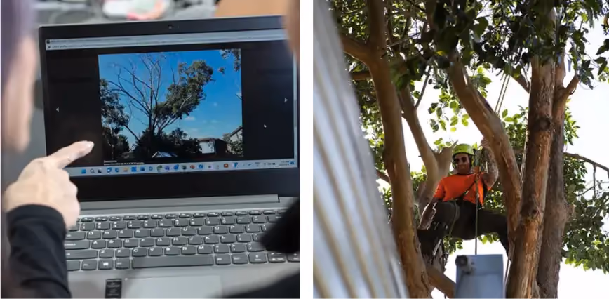 Arborist reviewing tree assessment report for a tree removal permit.