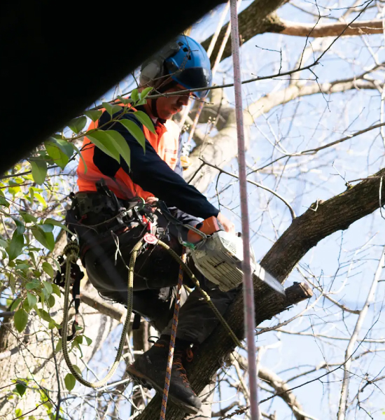 Qualified arborist using a chainsaw to remove a tree branch while secured in the canopy.