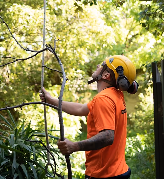 Arborist inspecting and handling a tree branch while assessing tree condition in a residential garden.