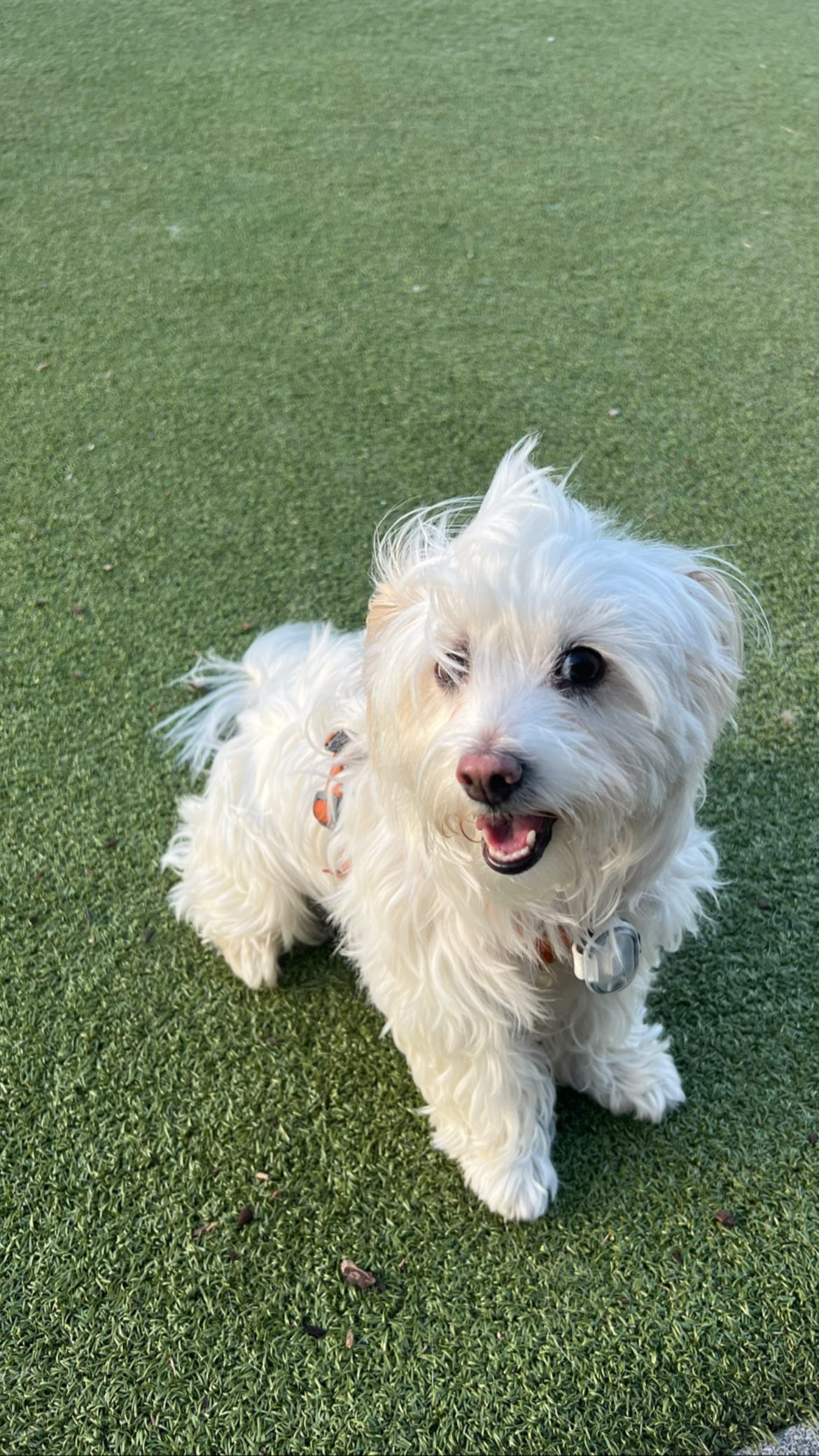 Kayla's dog Tofu sitting on grass and smiling