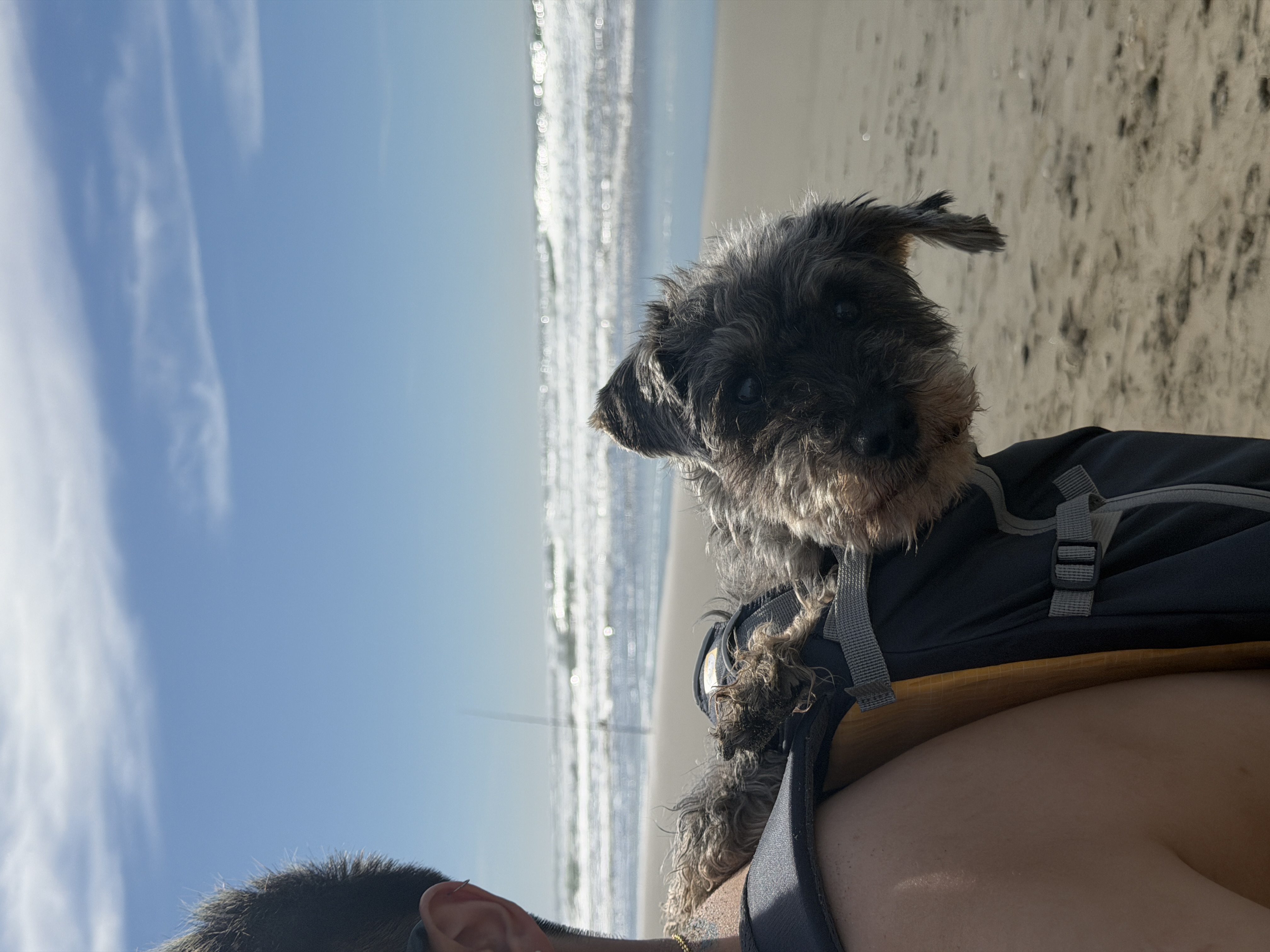 Kayla's dog Wallace peeking his head out from a backpack at the beach