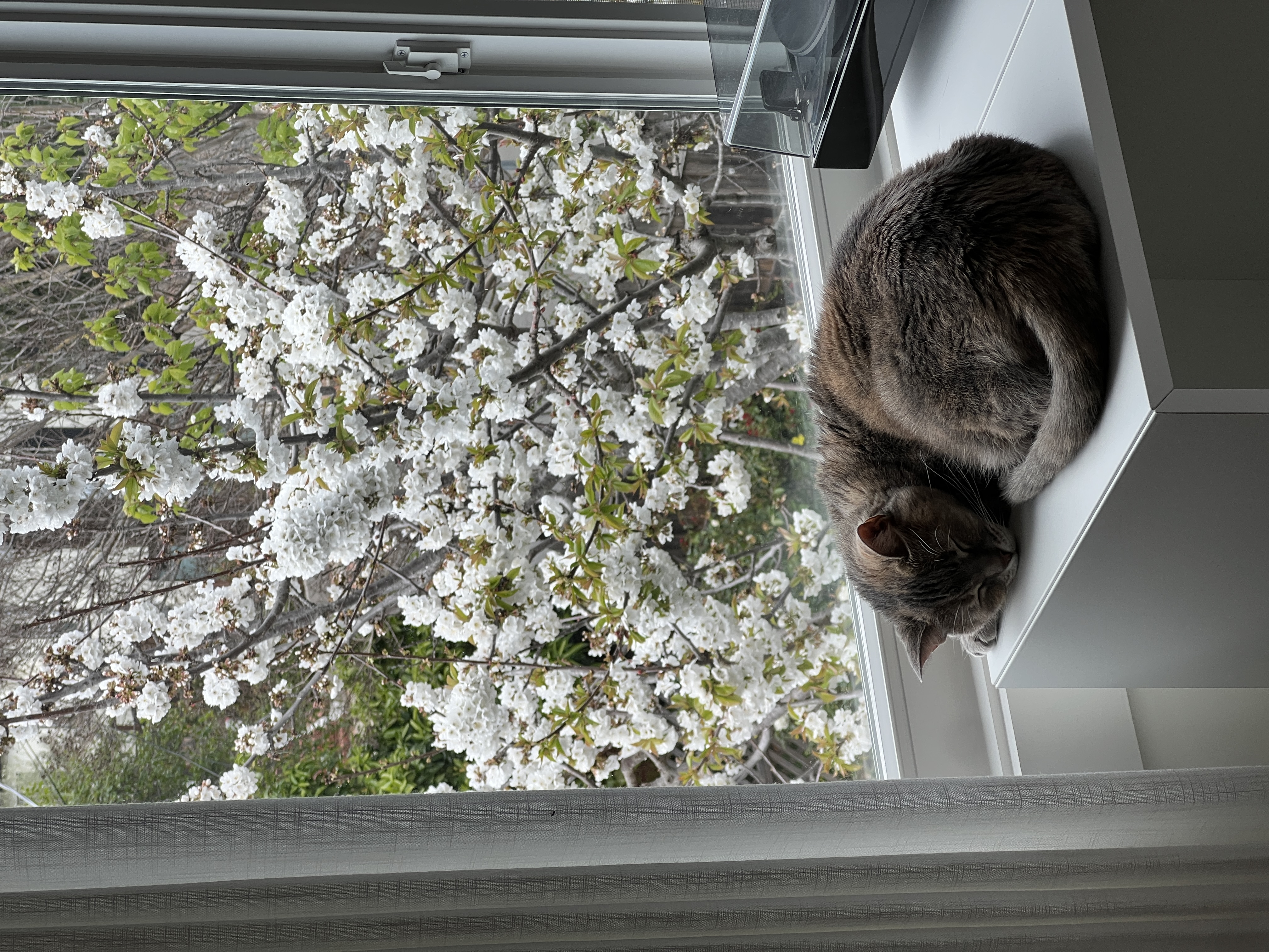 Kayla's cat, Luna, sleeping by the window 