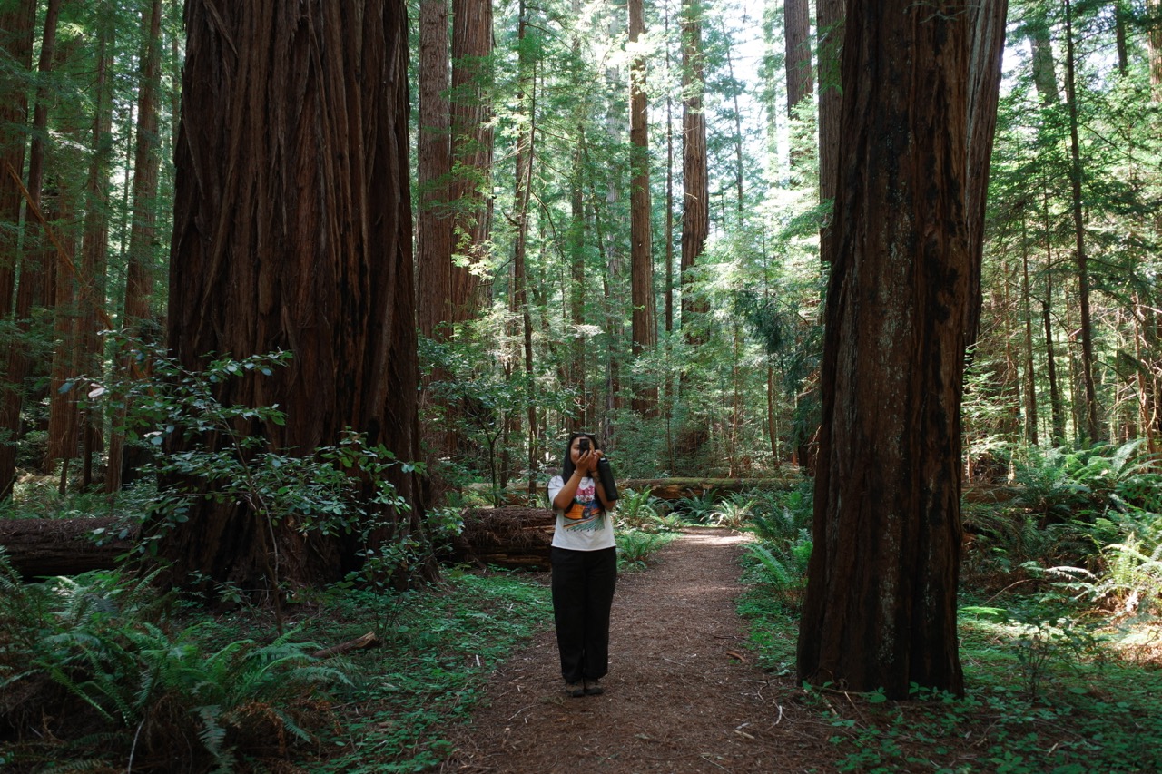 Kayla standing in the middle of a Redwood forest