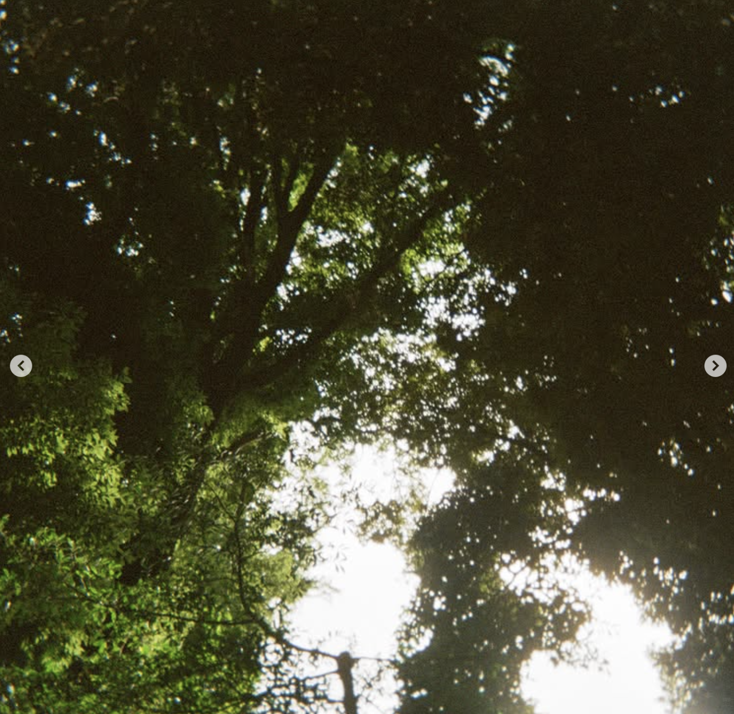 Sunlight through tree canopy