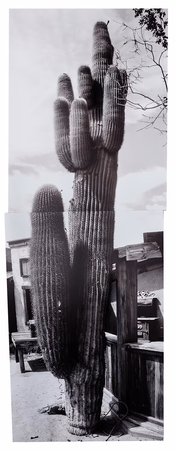 Cactus Pioneertown