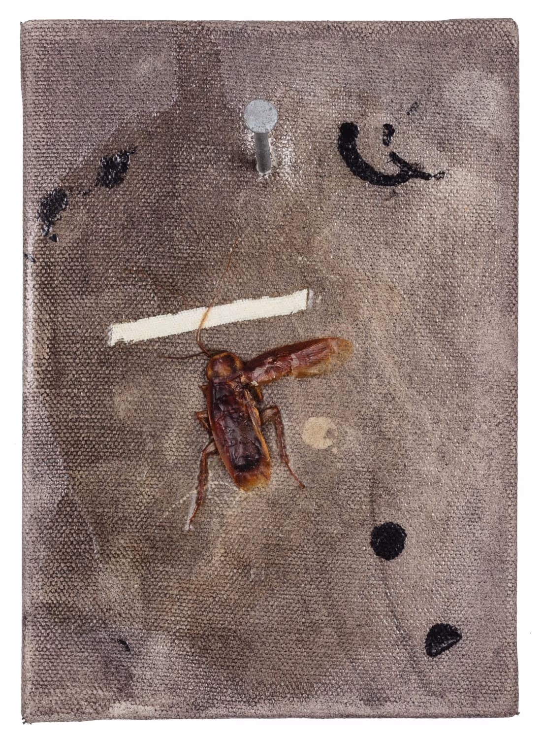 Cockroach Roomate