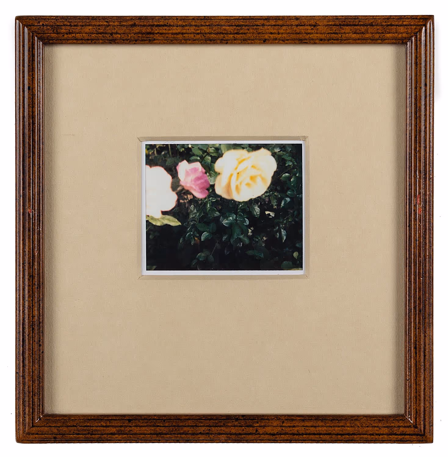 Rose Garden