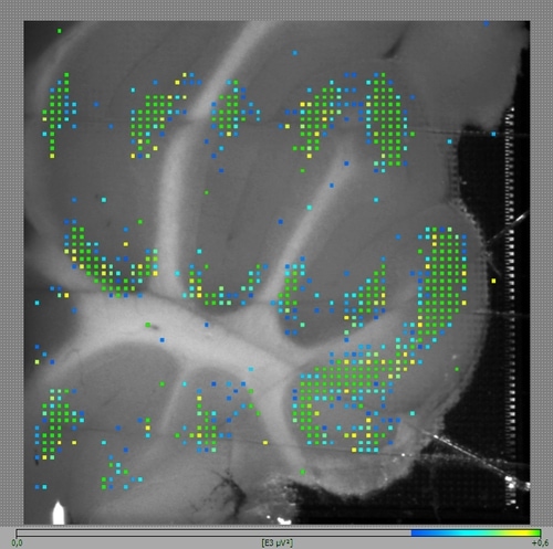 BrainWave Software - 3Brain