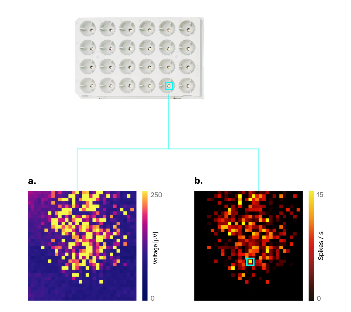Top view of a 4x6 grid electrode array with two heatmaps below; left heatmap shows voltage distribution in microvolts, right heatmap shows spike rates in spikes per second, both highlighting data from the bottom right electrode.
