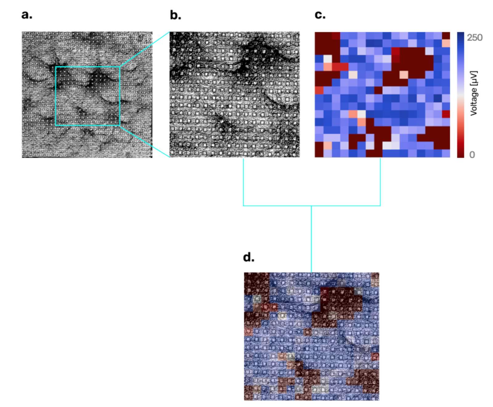 Four connected images: a black and white grayscale micrograph showing circular pores, magnified inset of the same micrograph highlighting pore patterns, a heatmap with blue and red colors indicating a frequency scale from 0 to 250, and a combined overlay of the heatmap on the micrograph.
