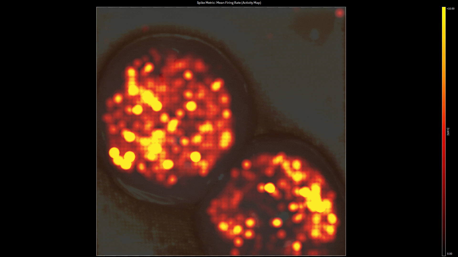 This animated activity map, generated with 3Brain's BrainWave6 software, provides a real-time view of neural firing in two brain organoids on a high-density multi-electrode array (HD-MEA).

The dynamic heatmap visualizes the mean firing rate, allowing researchers to instantly observe the spatio-temporal dynamics of their neural networks and see precisely how and where activity propagates across the culture.
