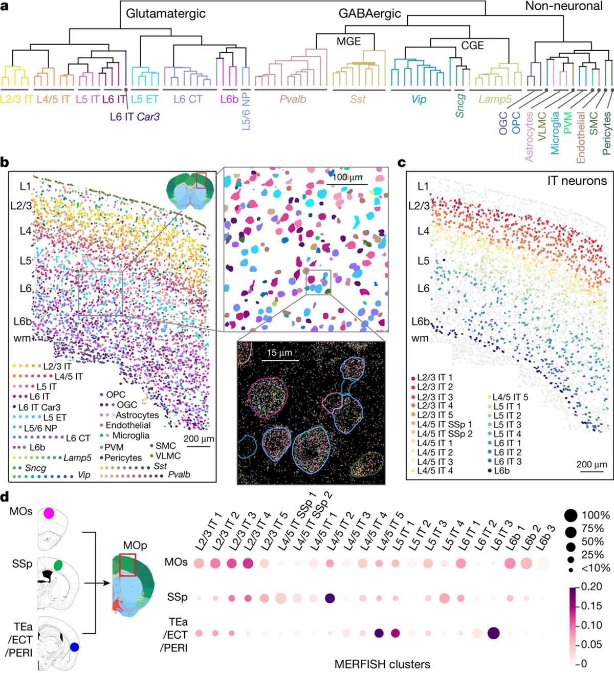 Cell-type identification, spatial mapping and projection mapping of individual cells in primary motor cortex using MERFISH. (BRAIN Initiative Cell Census Network (BICCN), Nature, 2021)