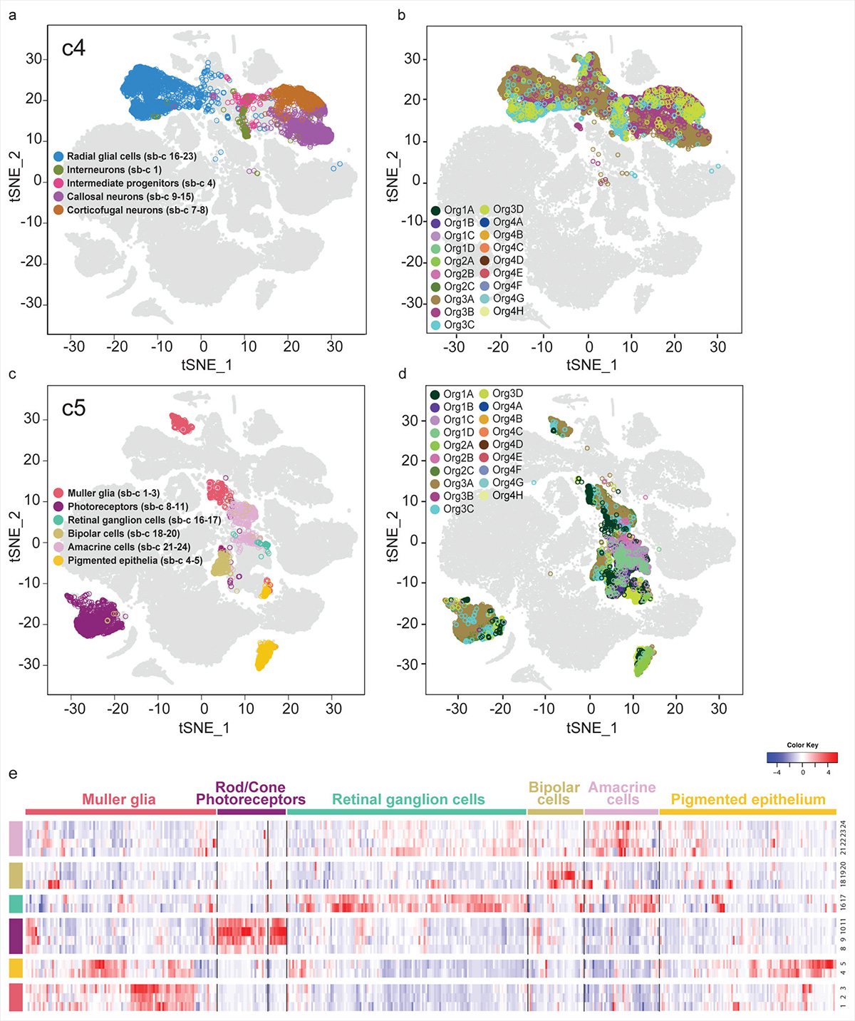 Human brain organoids contain subclasses of the forebrain and retinal cells, as well as cellular subtypes from photoreceptor and glia cells to amacrine and epithelial cells. (Quadrato G. et al., Nature, 2017)