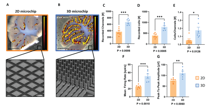 3D cell-electronic interfaces give hitherto unprecedented insights into the inner life of 3D model systems like brain tissue slices or brain organoids (Mapelli L. et al., bioarxiv, 2022)