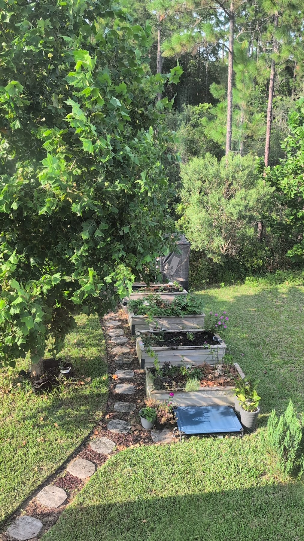 Raised garden beds in Asia's backyard