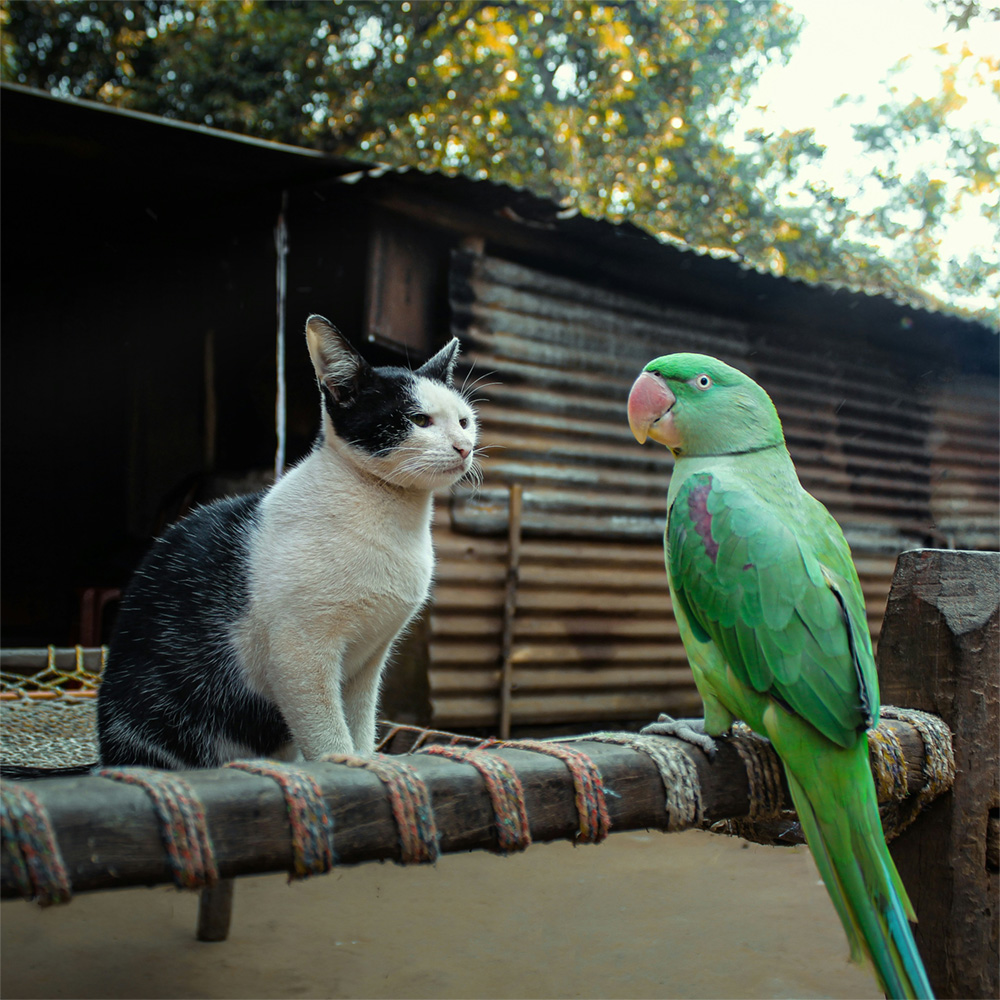 Black and white cat and green parrot sat facing each other