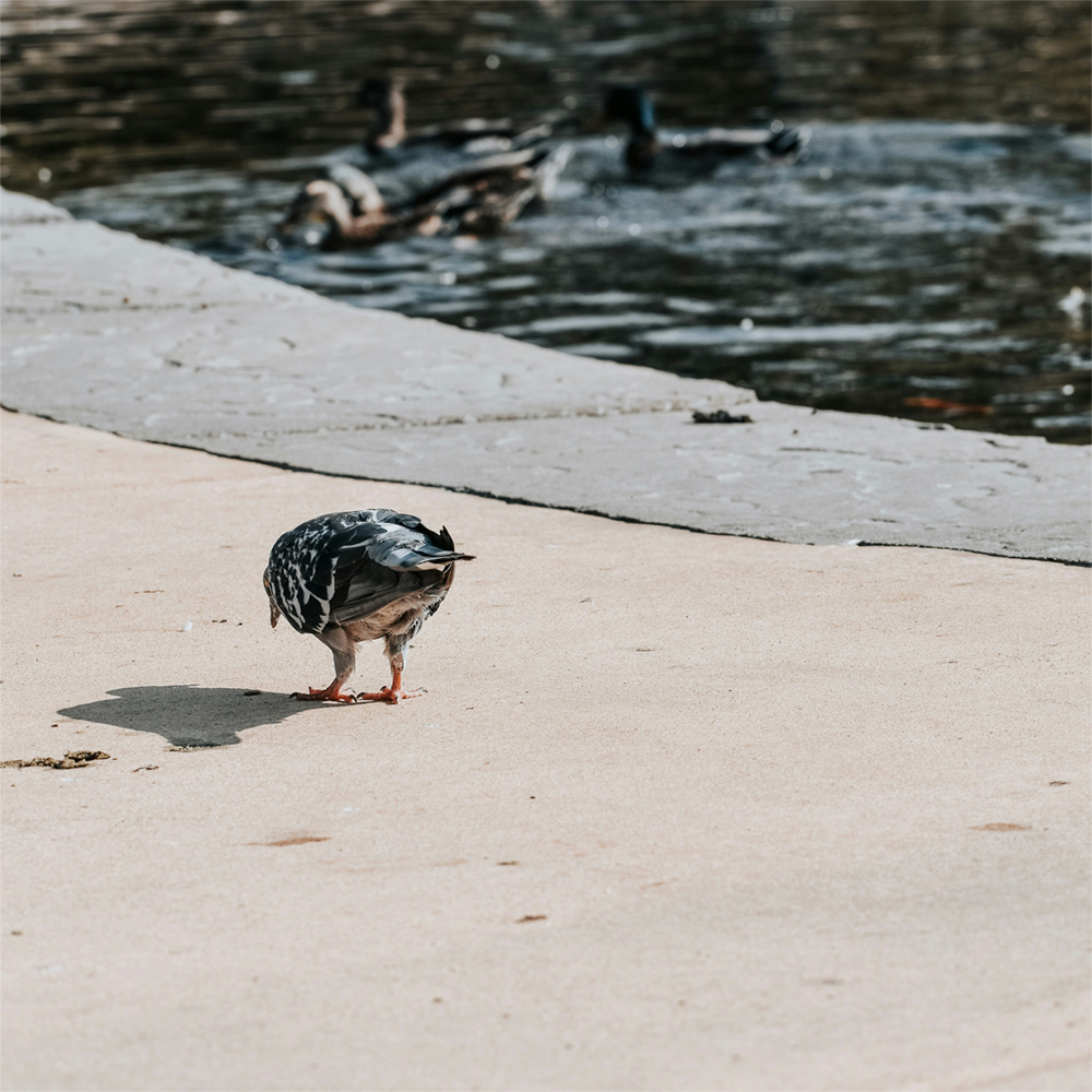A rear end shot of a lone pigeon pecking the ground near a park lake