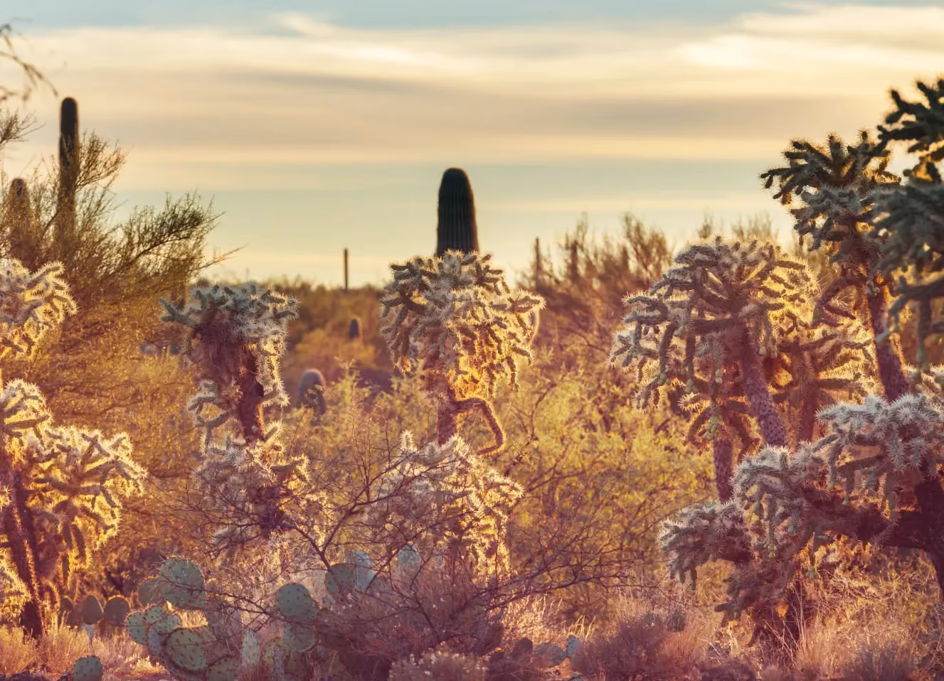 Allergy Tips for Arizona’s Winter Pollen Peaks