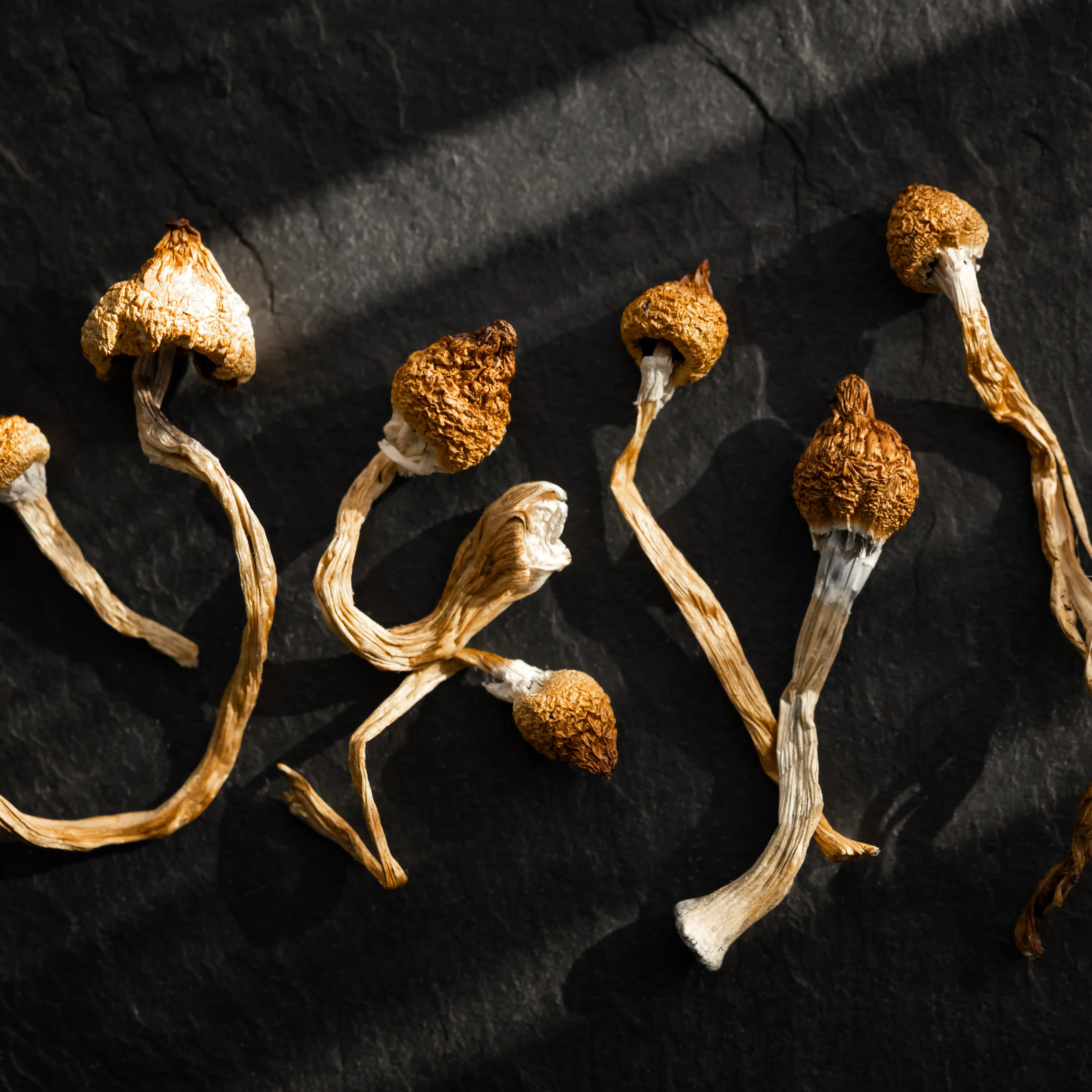 Champignons hallucinogènes séchés.