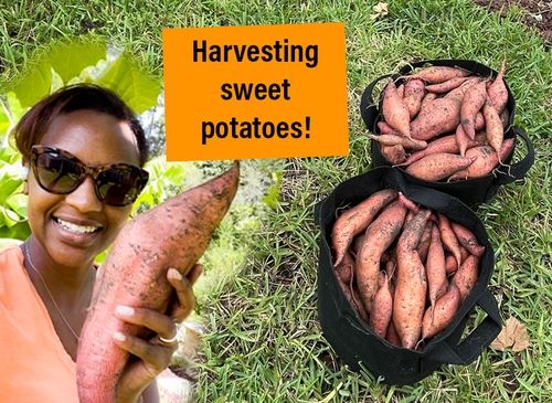Asia with sweet potatoes!