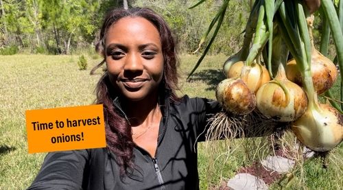 Growing Onions from Seed to Harvest (thumbnail)