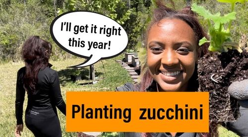 The Ultimate Guide to Growing Zucchini in Zone 9a Northeast Florida (thumbnail)
