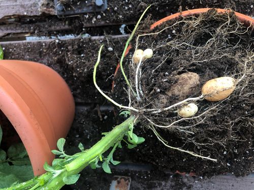 Inside a potato plant