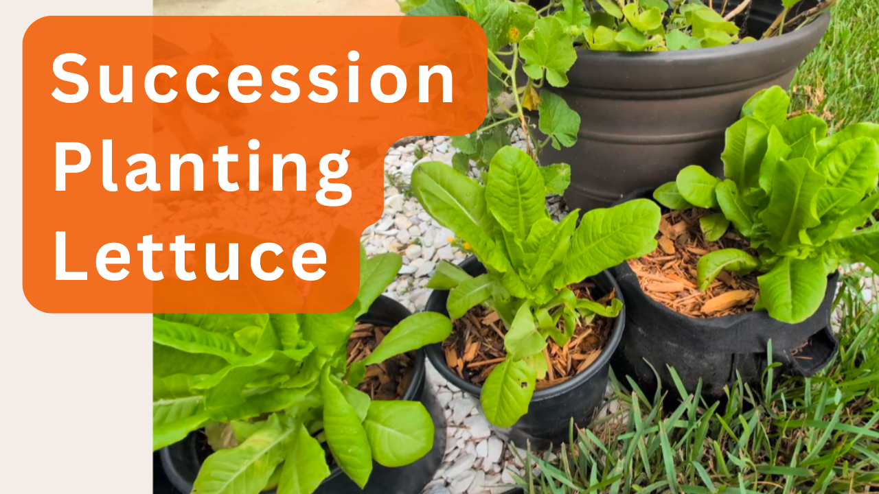 Succession Planting Lettuce thumbnail