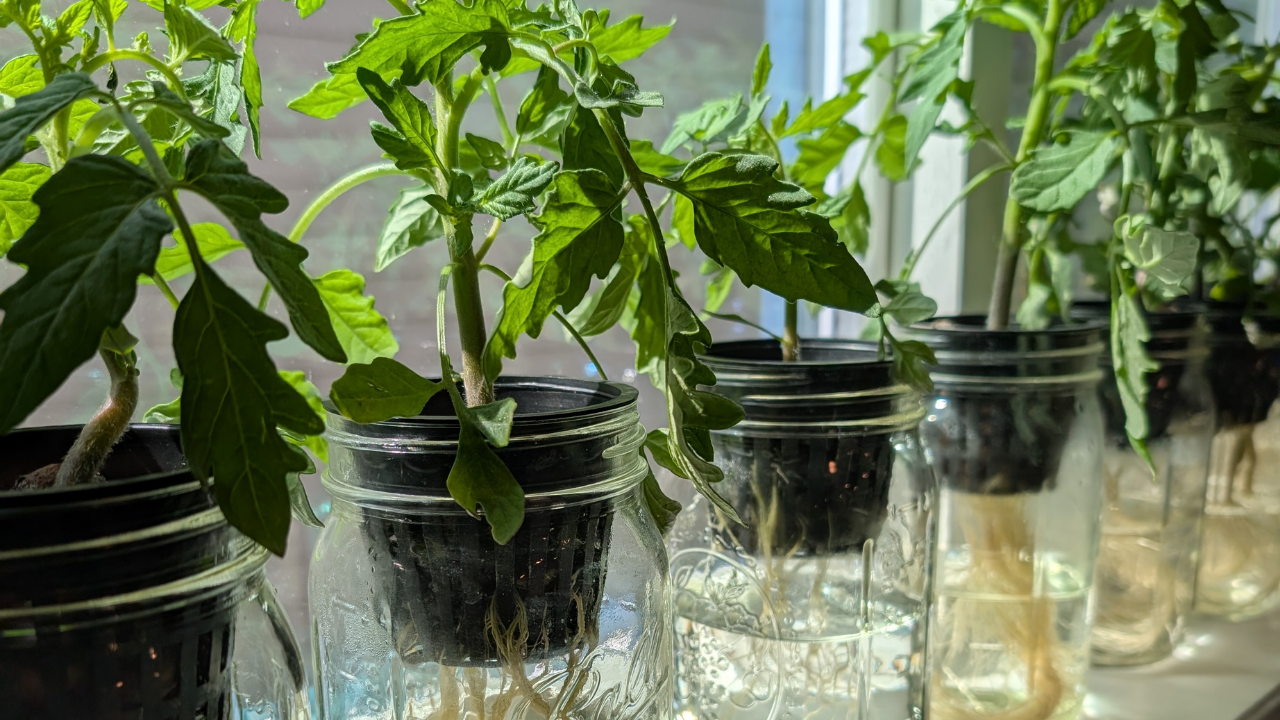 Tomatoes growing hydroponically