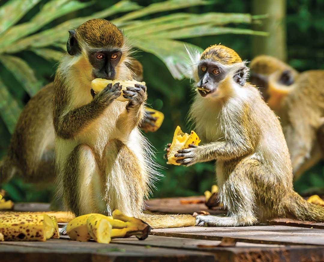 green monkeys at welchaman hall gully