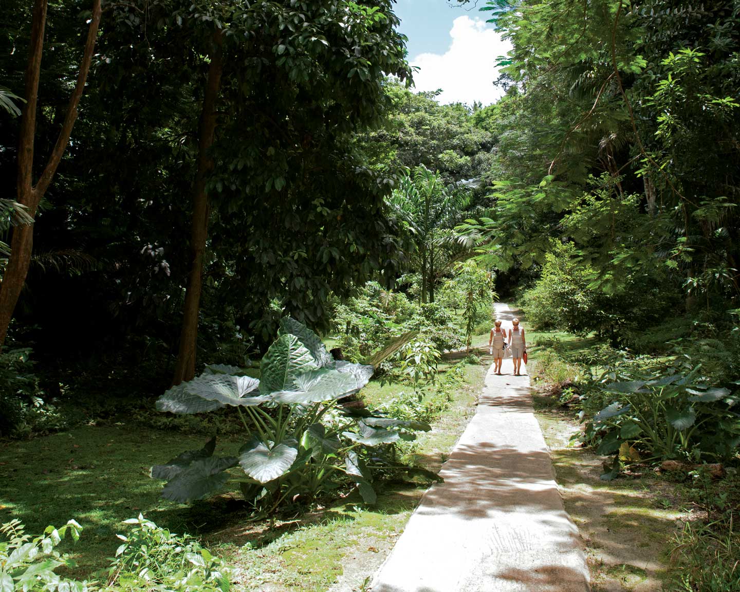 The path at welchman hall gully