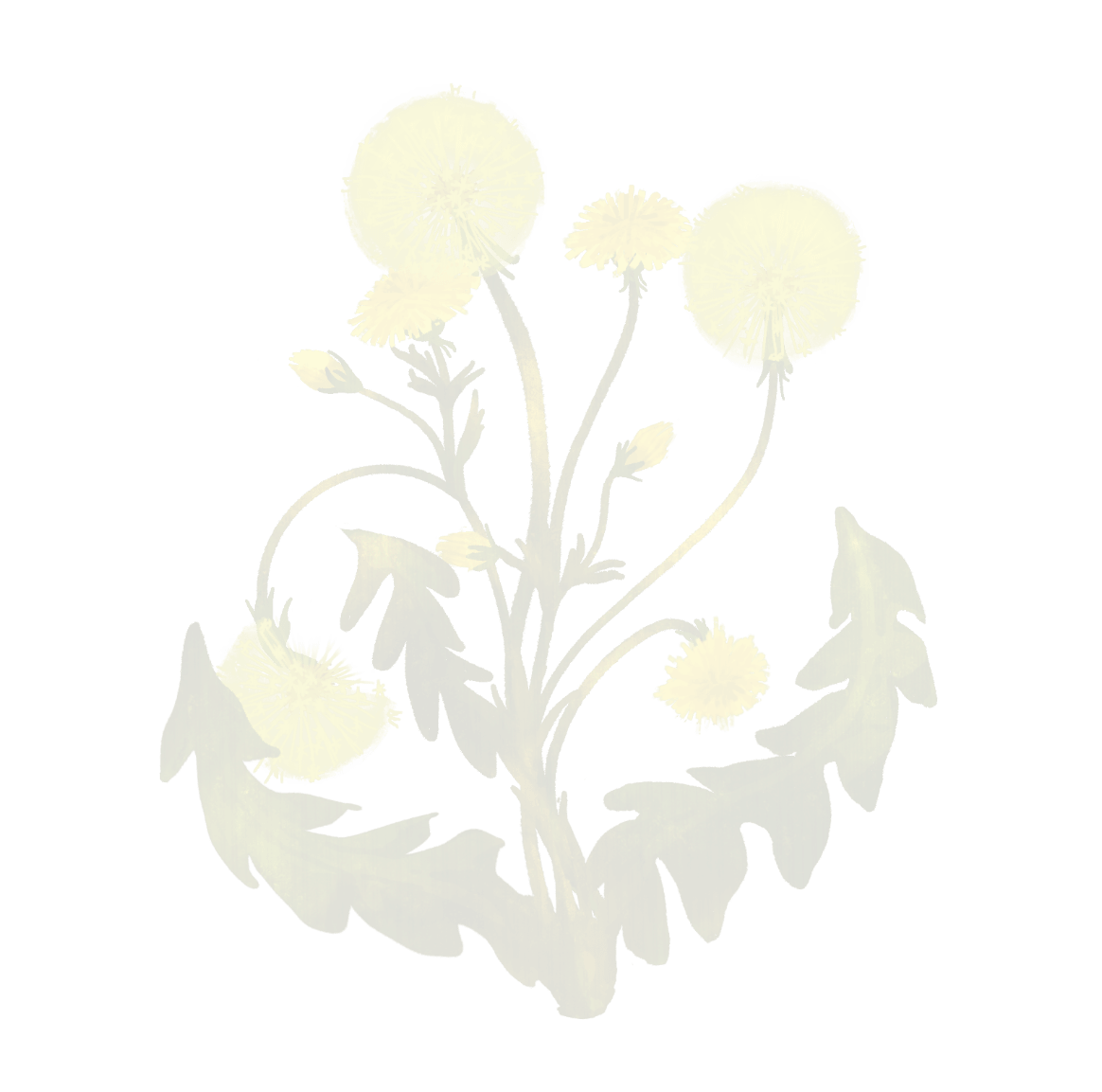 Yellow dandelion