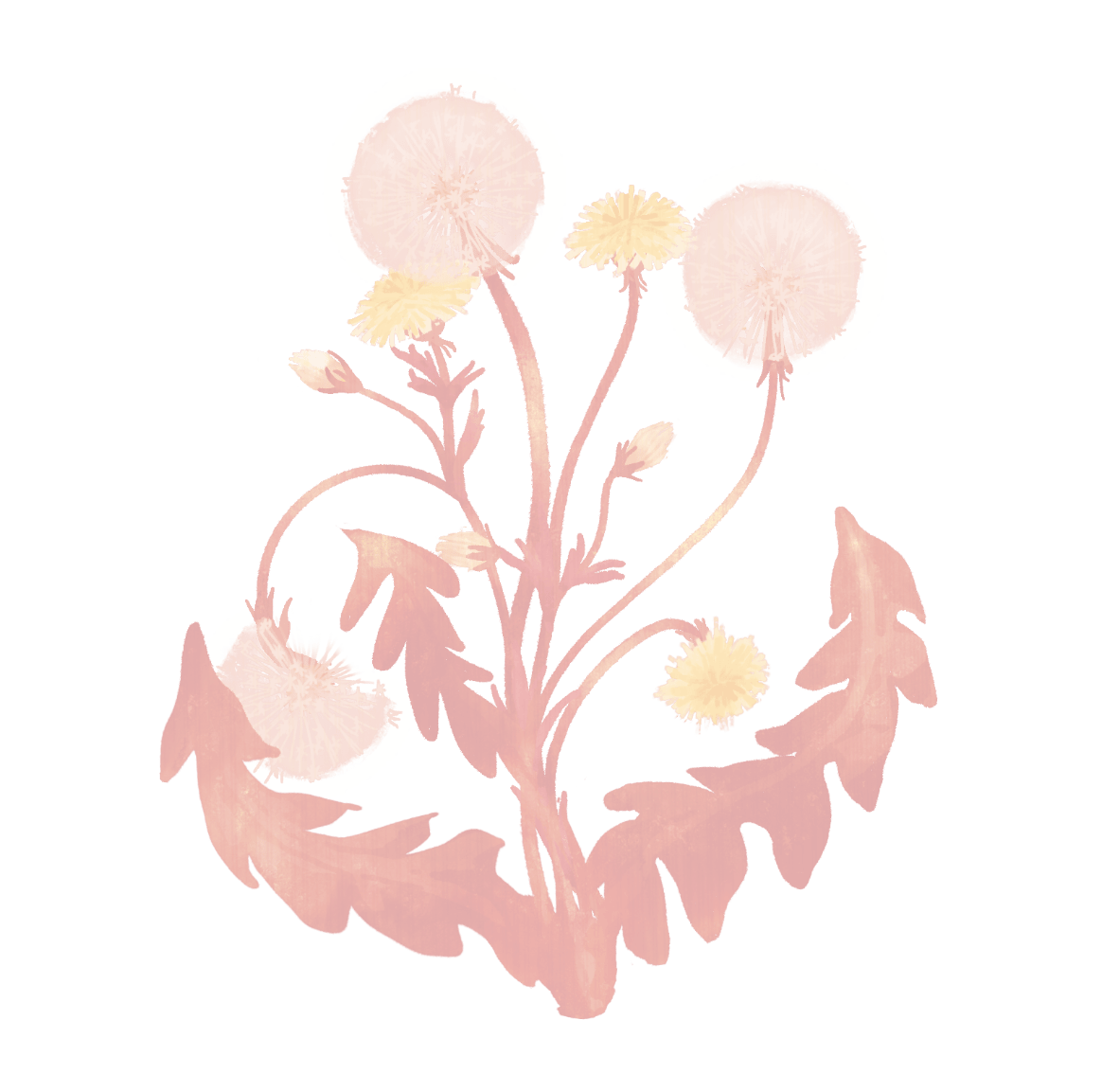 Red dandelion