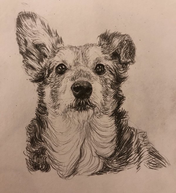 A drawing in black and white of a cute fluffy old dog with one bent ear