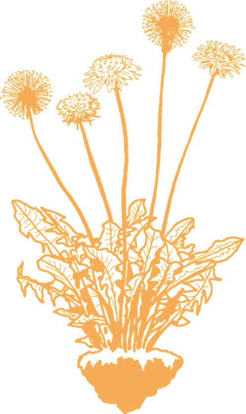 Isabella Lo Russo's dandelion themed logo
