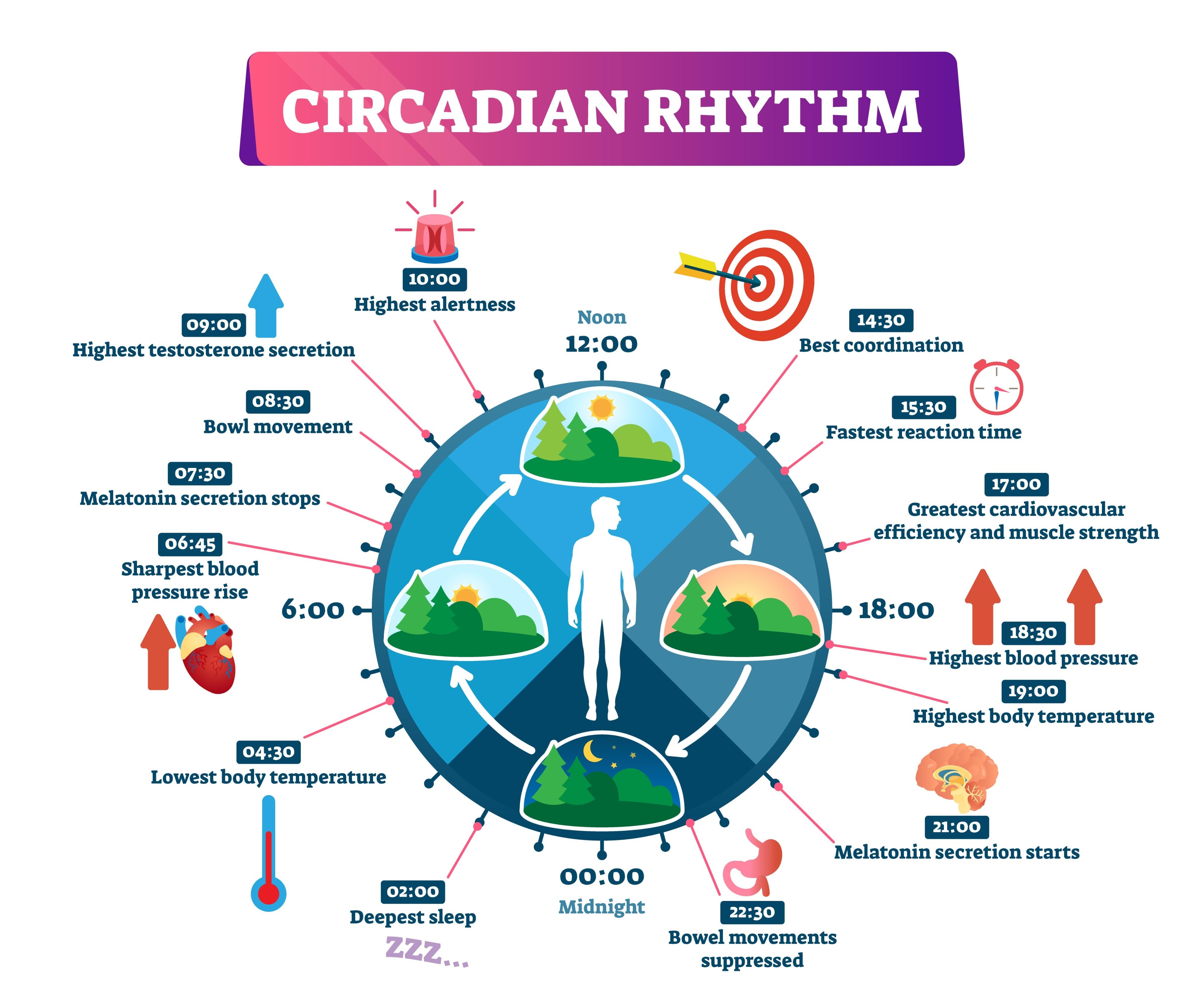 the human circadian rhythm and sleep cycle, AI generated