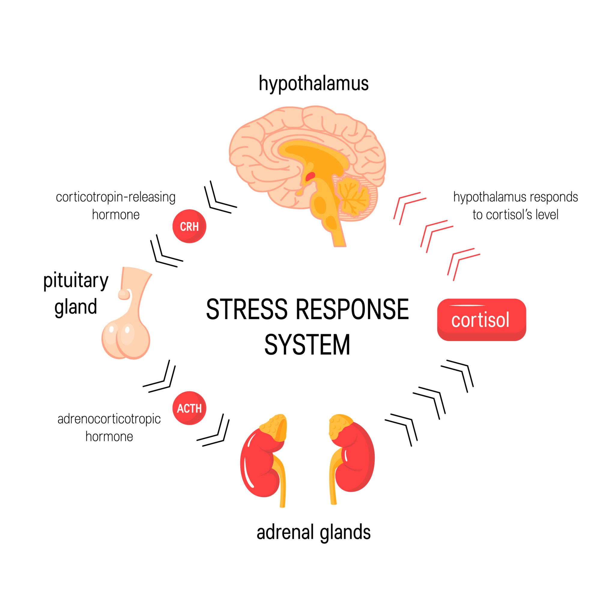 the autonomic nervous system stress response, AI generated