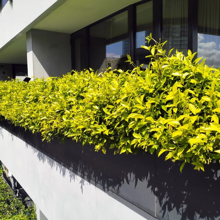 Well-maintained bright green hedges growing along a modern apartment balcony, showcasing balcony garden care and high-access maintenance.