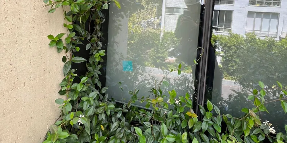 Climbing vine growing around a residential window, with a rope access gardener’s reflection captured in the glass during high-access garden maintenance.