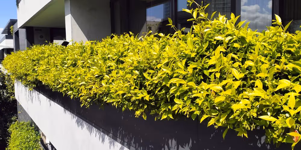 Well-maintained bright green hedges growing along a modern apartment balcony, showcasing balcony garden care and high-access maintenance.