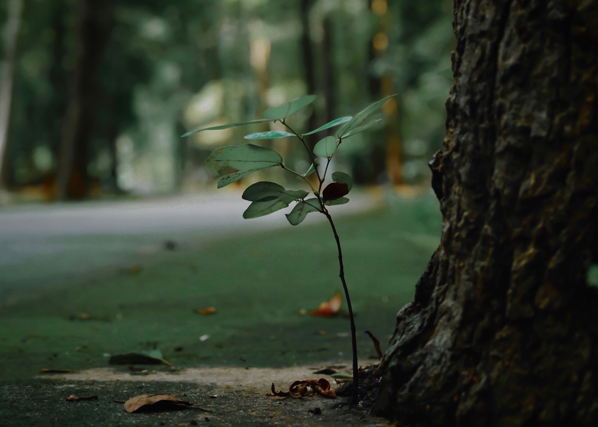 Memory in Nature