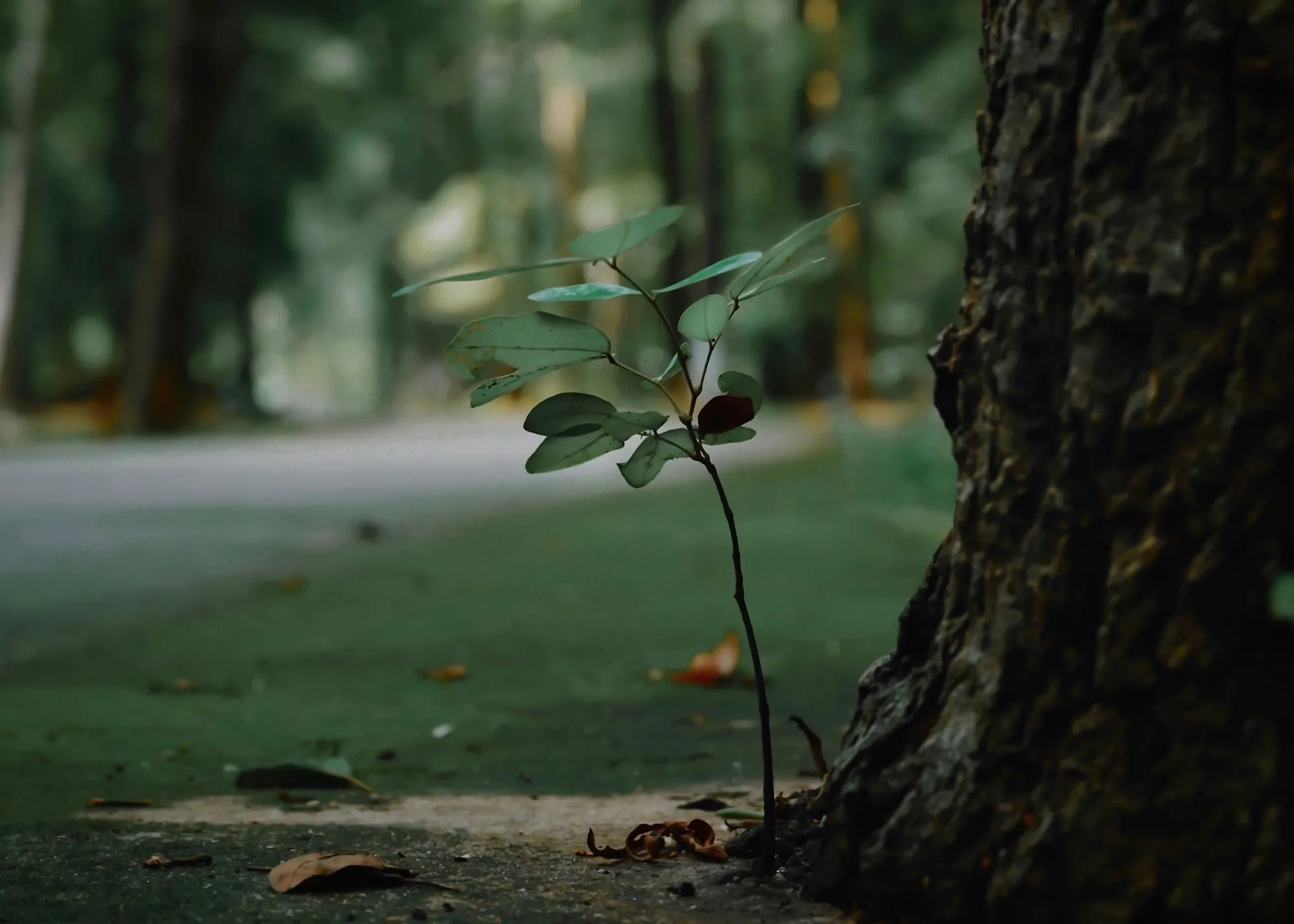 Memory in Nature