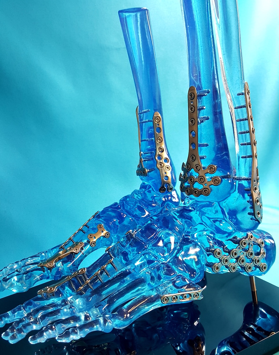 cardiovascular model
