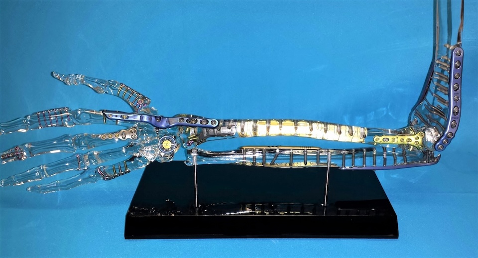 cardiovascular model