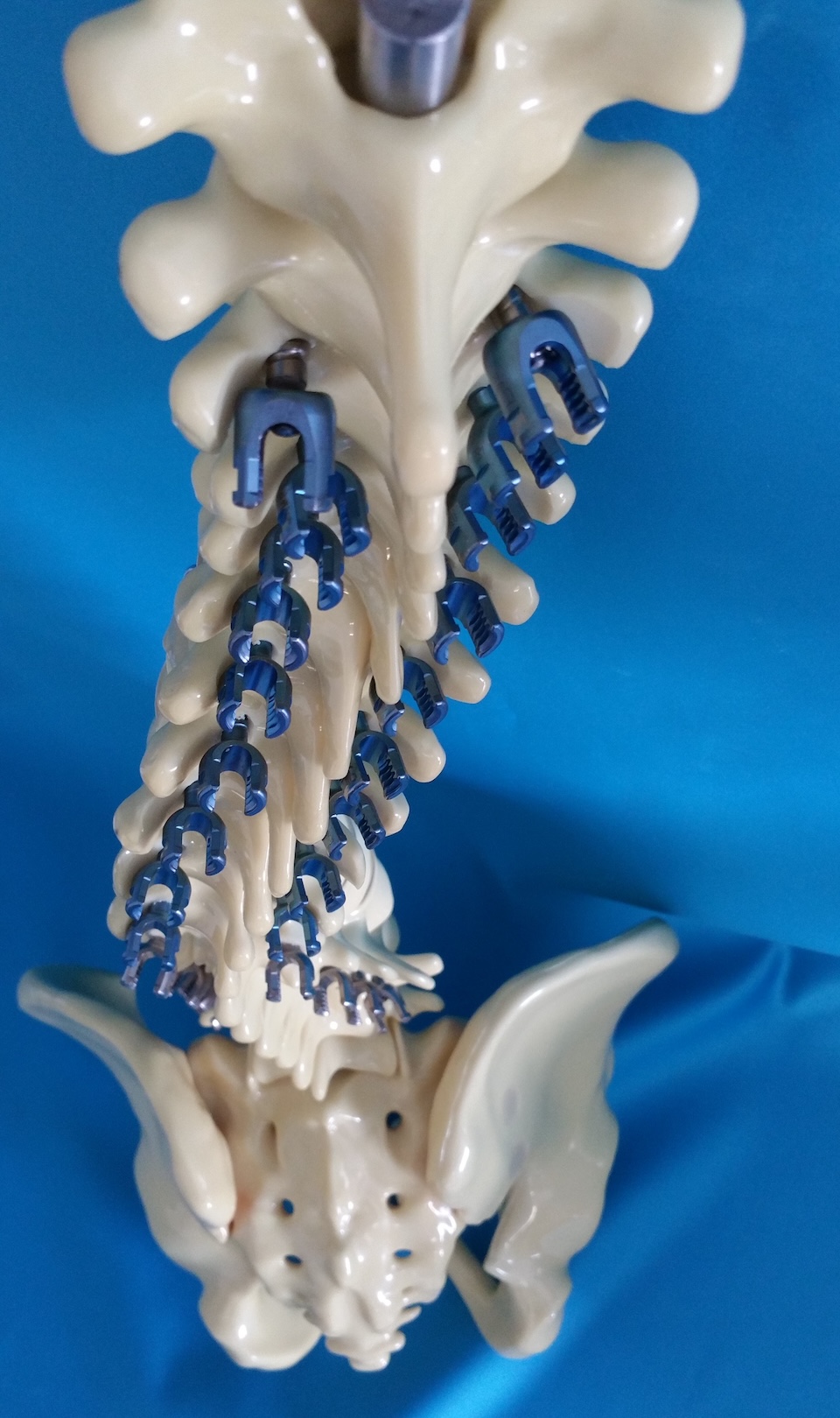 cardiovascular model