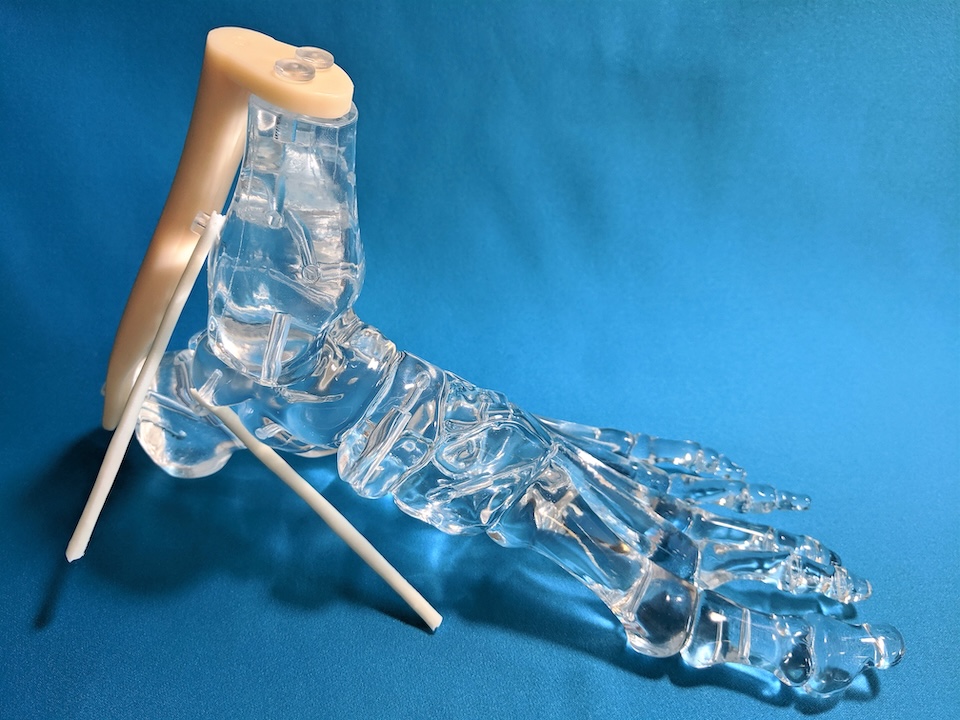 cardiovascular model