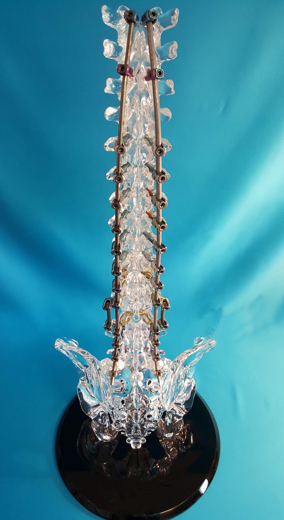 cardiovascular model