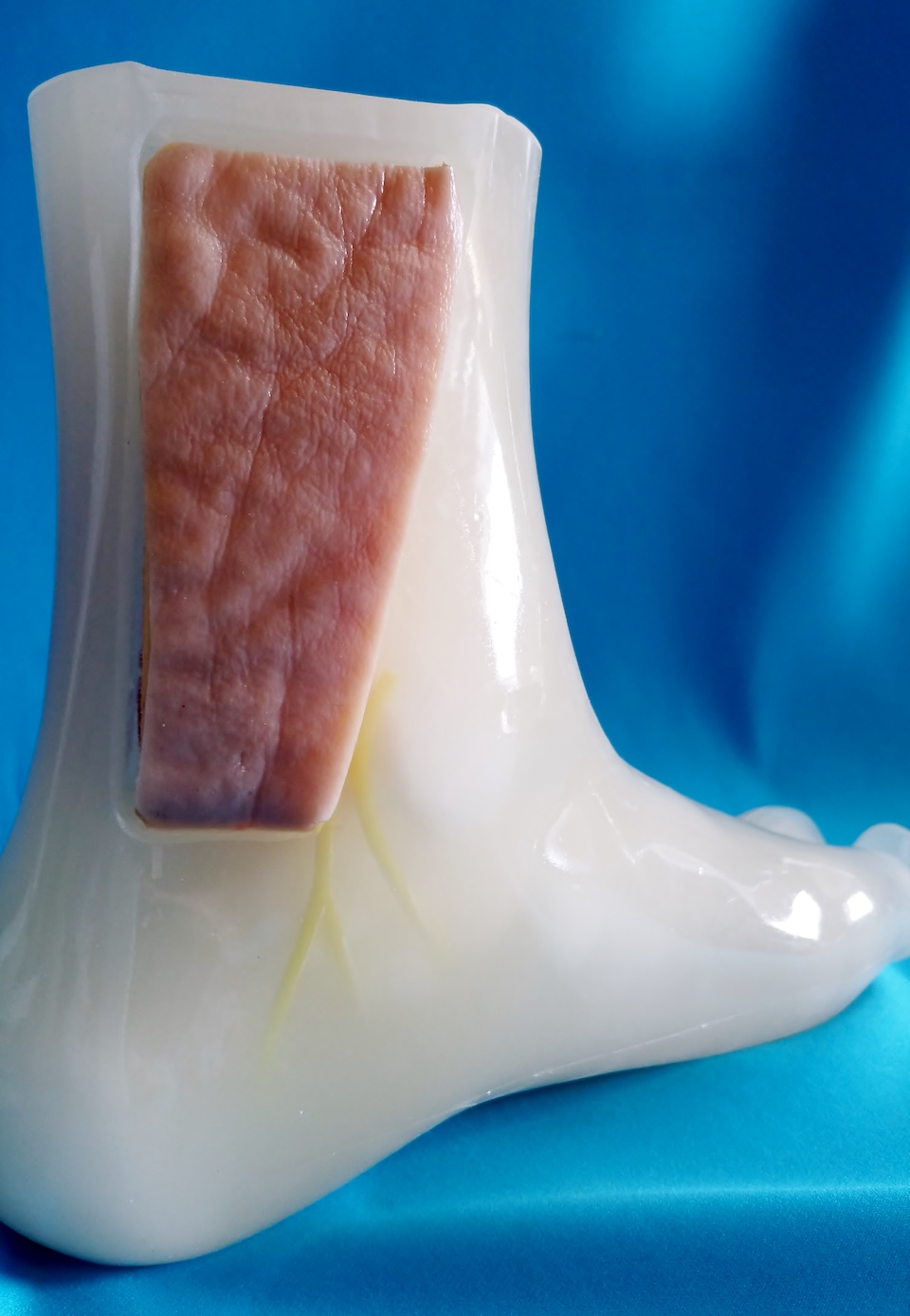 cardiovascular model