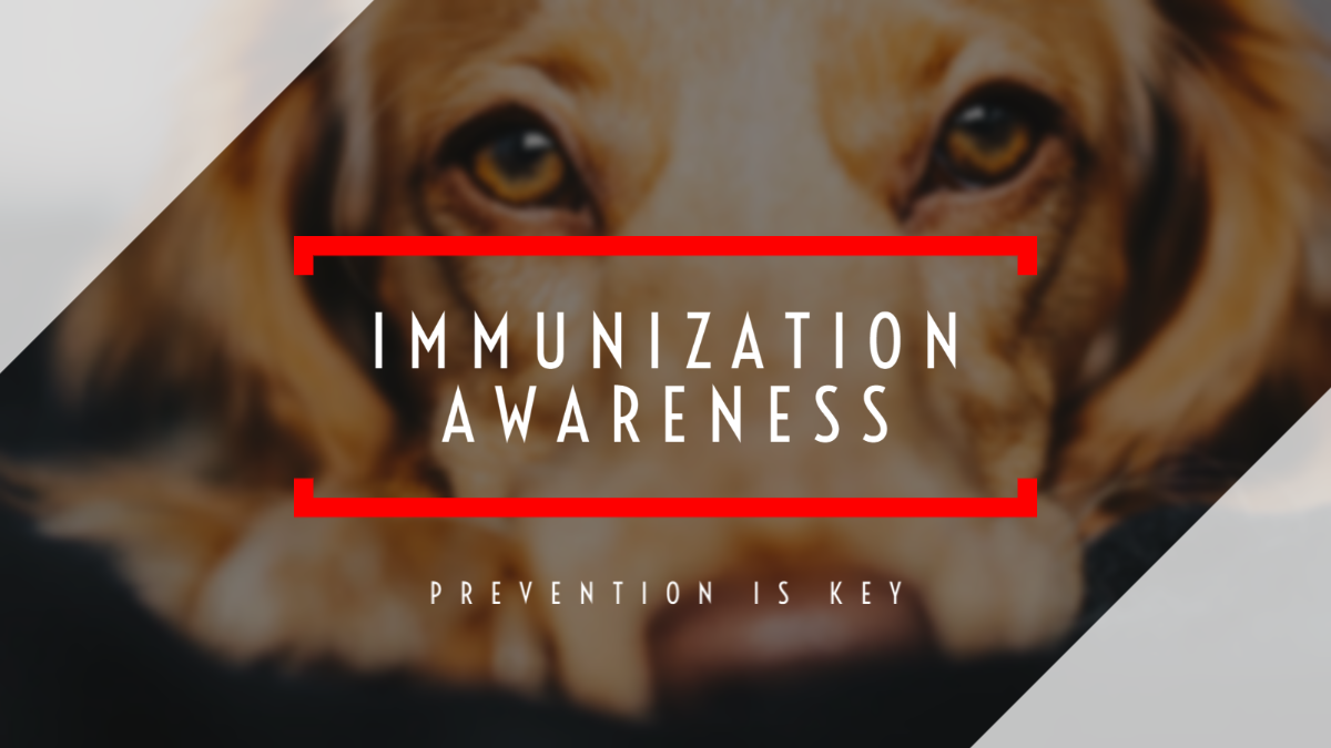 Heartworm Awareness Month 